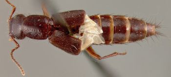 Media type: image;   Entomology 27536 Aspect: habitus dorsal view